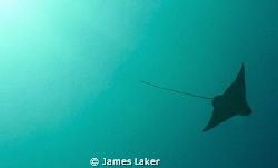 Silhouette of Eagle Ray by James Laker 